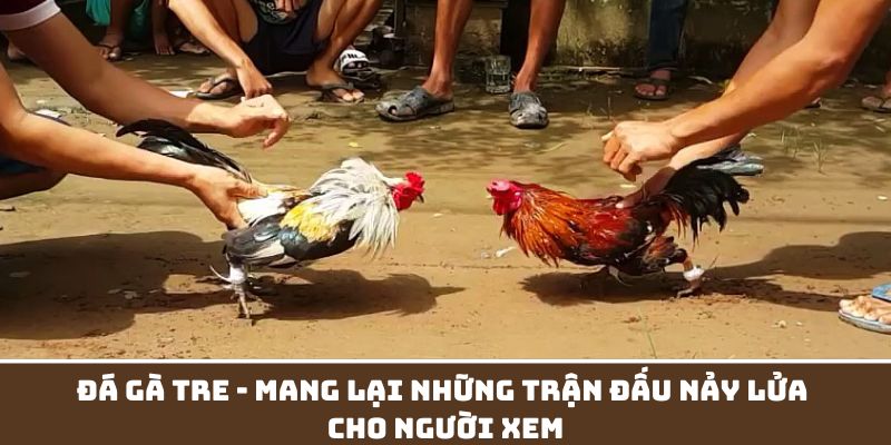 Đá Gà Tre - Mang Lại Những Trận Đấu Nảy Lửa Cho Người Xem