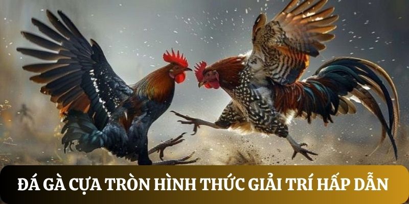 Đá Gà Cựa Tròn Đỉnh Cao Chọi Kê Hấp Dẫn Vạn Người Mê