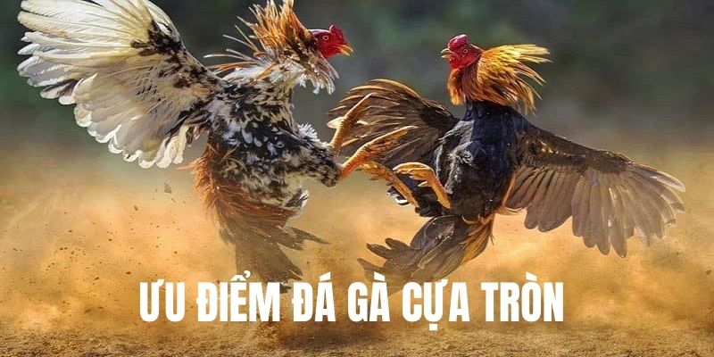  Ưu điểm thu hút người theo dõi của gà đá cựa tròn 